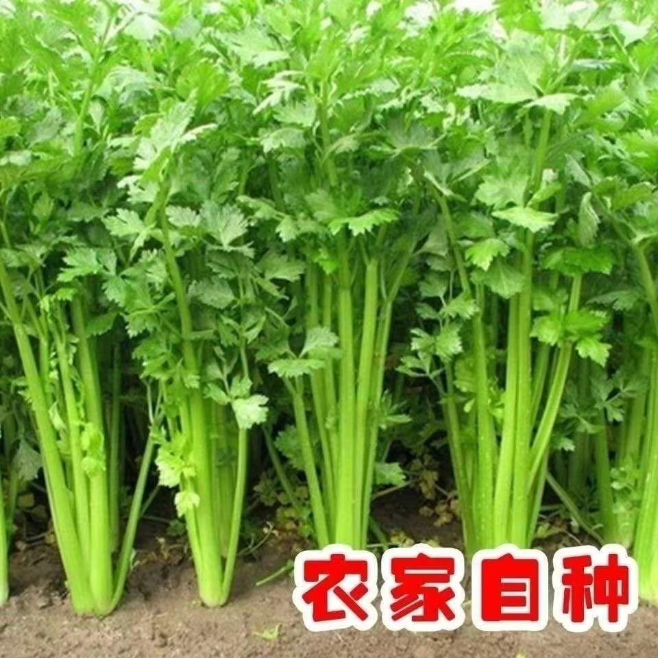 河南周口芹菜农家自种现采现发带叶芹菜嫩青新鲜本地芹菜