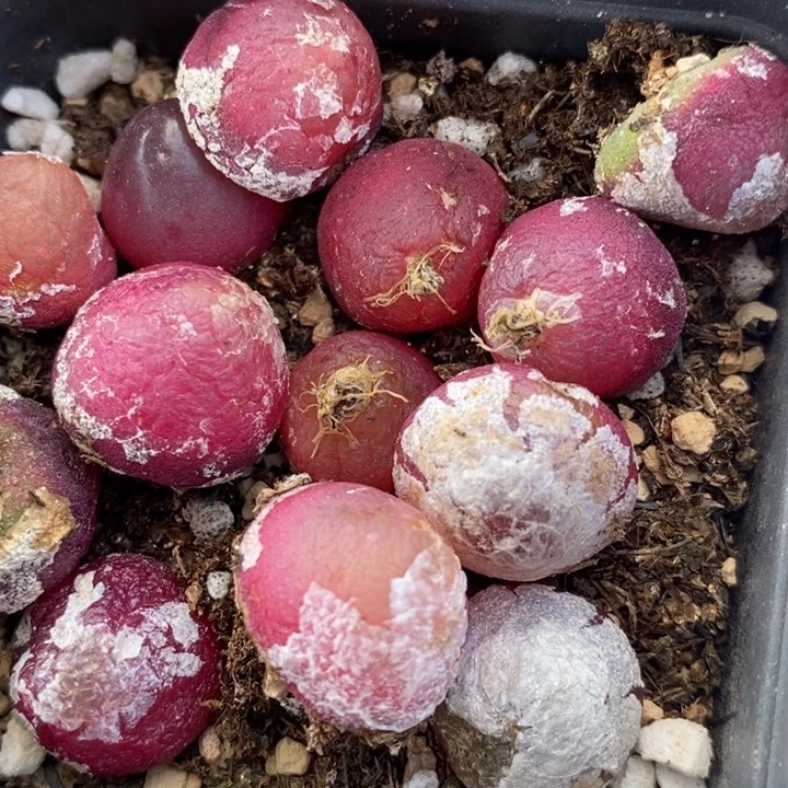 1838红灯泡一组一组