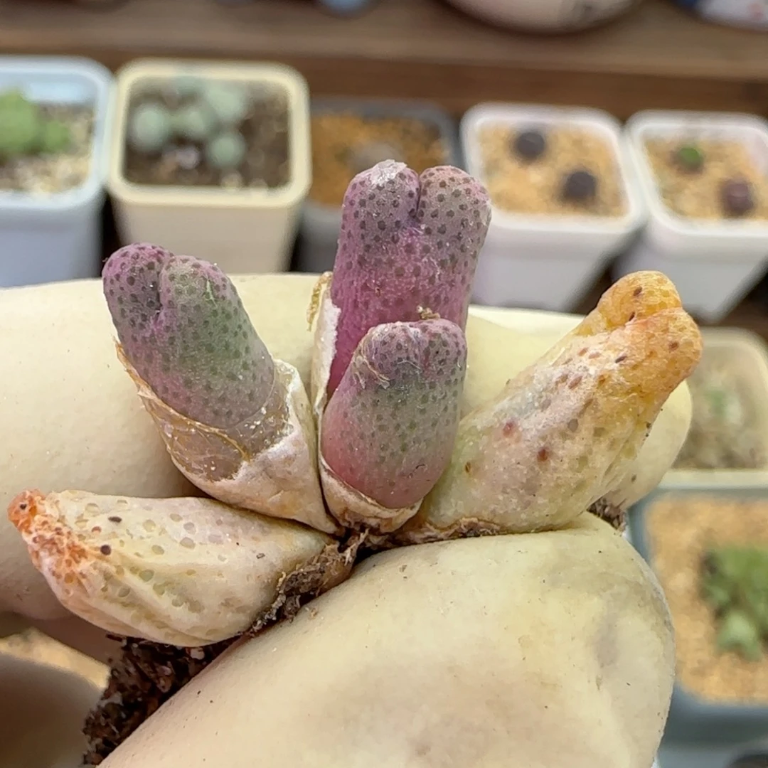 982园艺优选红斑马