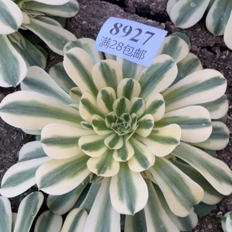 辛尼亚多肉多肉8927