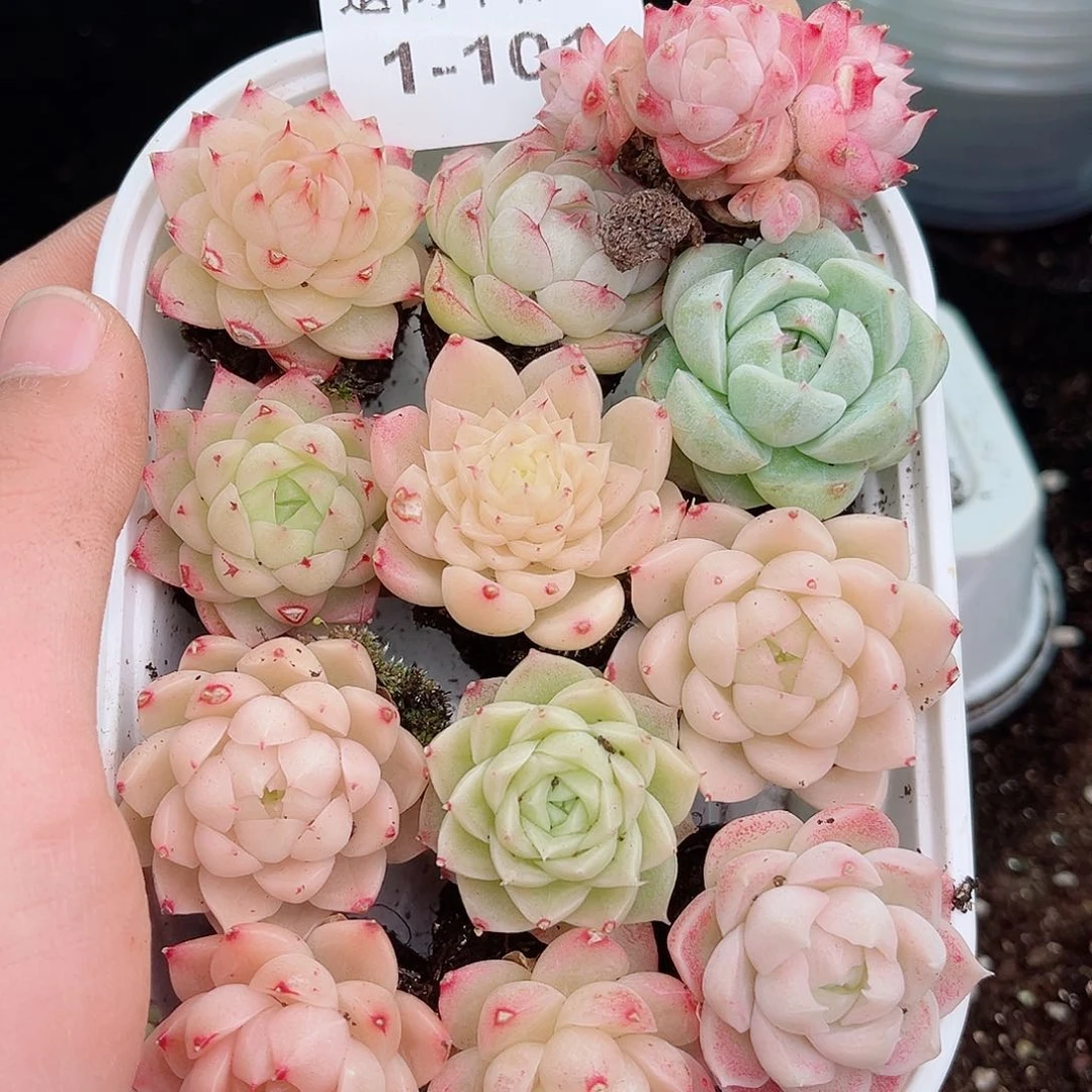 A***e1-101 新疆西藏内蒙不发12.8包邮