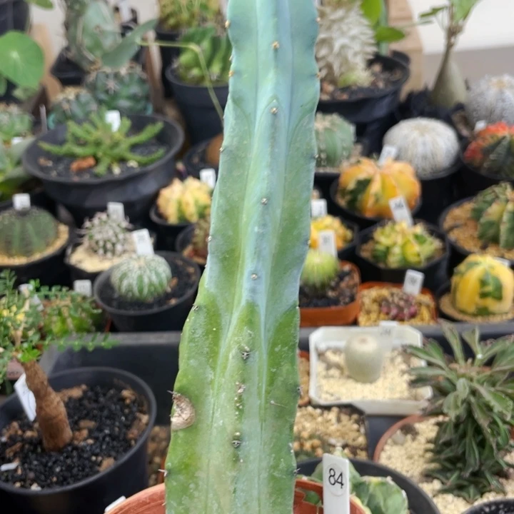 瑕疵盆5公分满25包邮裸根发货