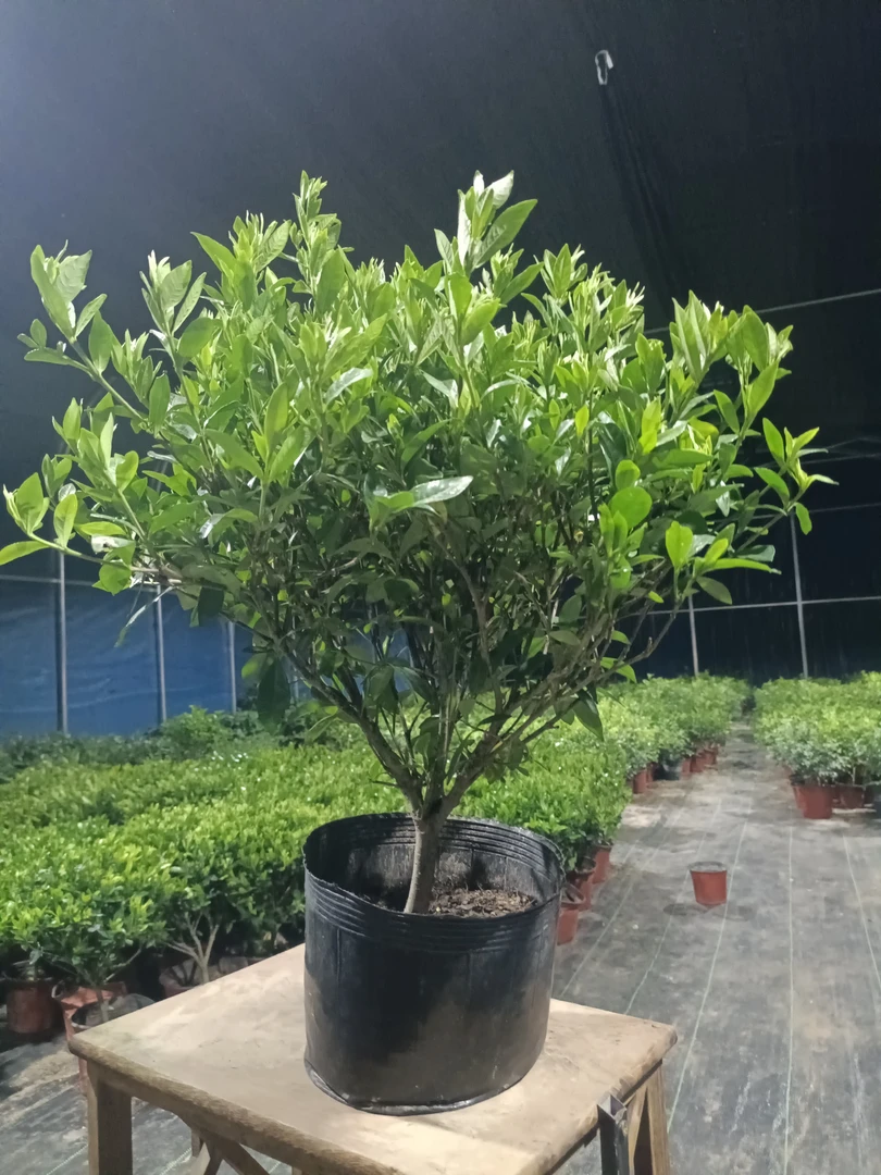 小叶栀子花独杆盆栽四季开花带花苞浓香型室内外好养植物