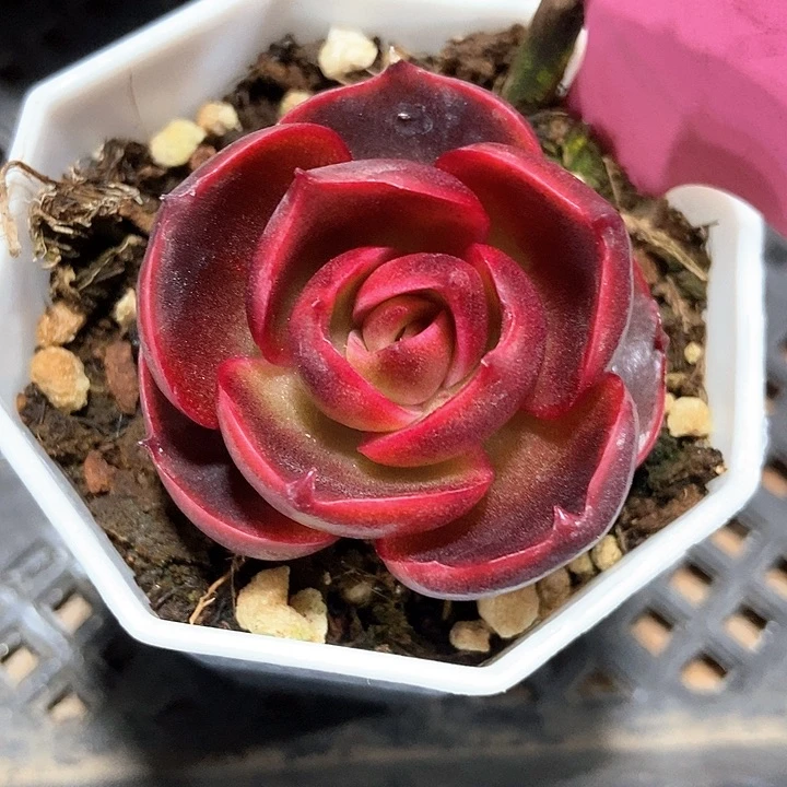 多肉植物红灯763