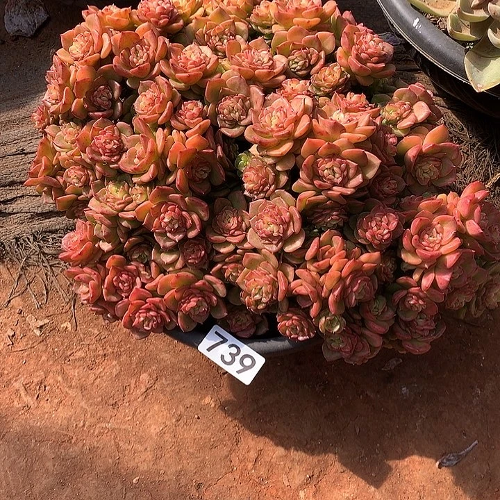 739蜡牡丹 一物一拍多肉