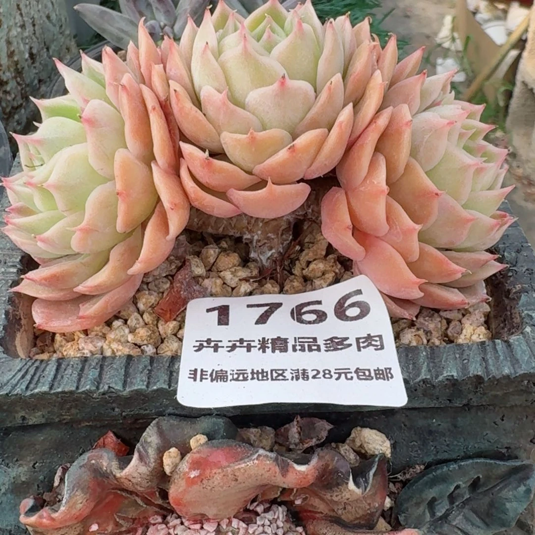 许开糖品多肉 非偏远地区 28元包邮