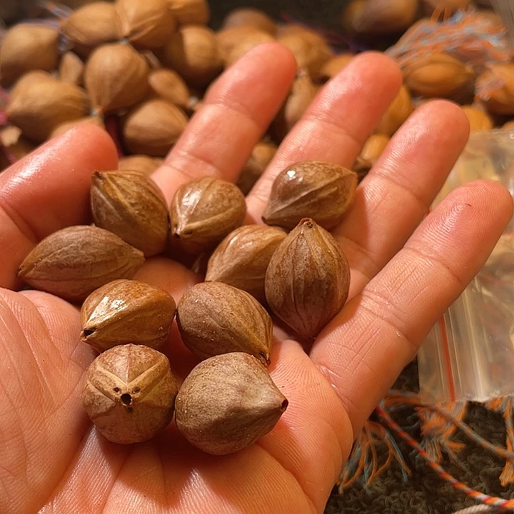 吊坠橄榄核1.7素核