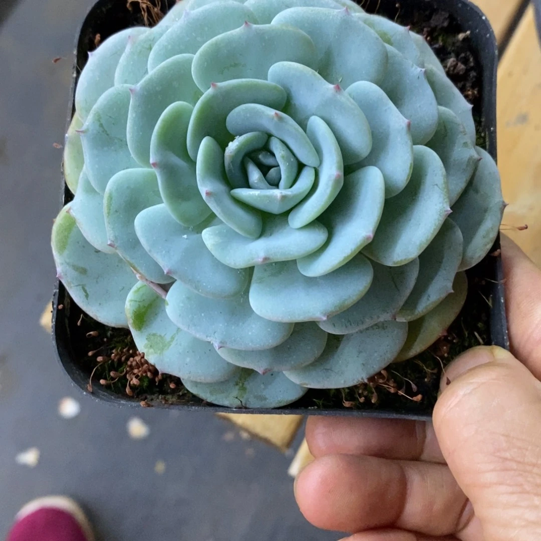 精品多肉一物一拍不包整88