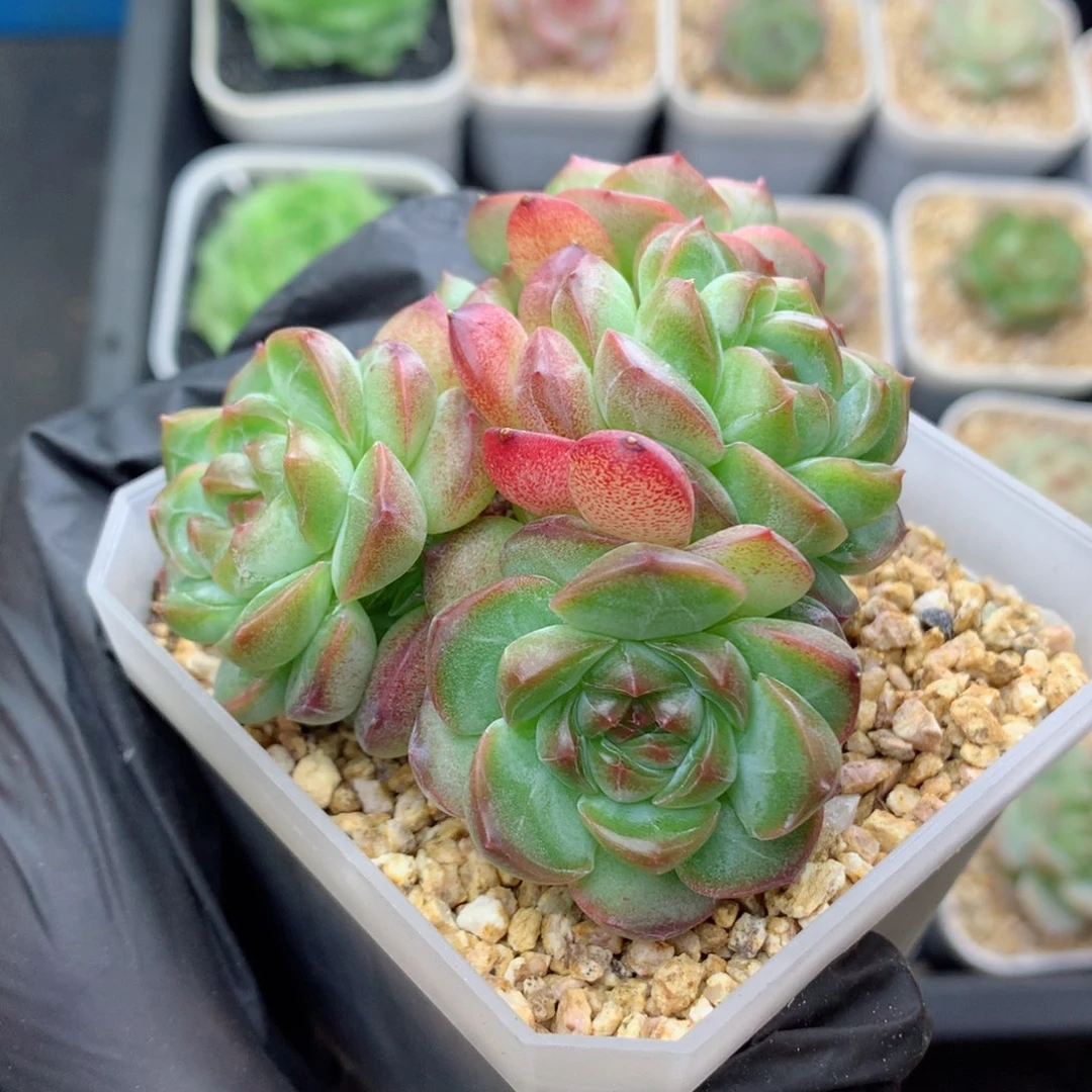 58包邮  群生不包整糖心群47