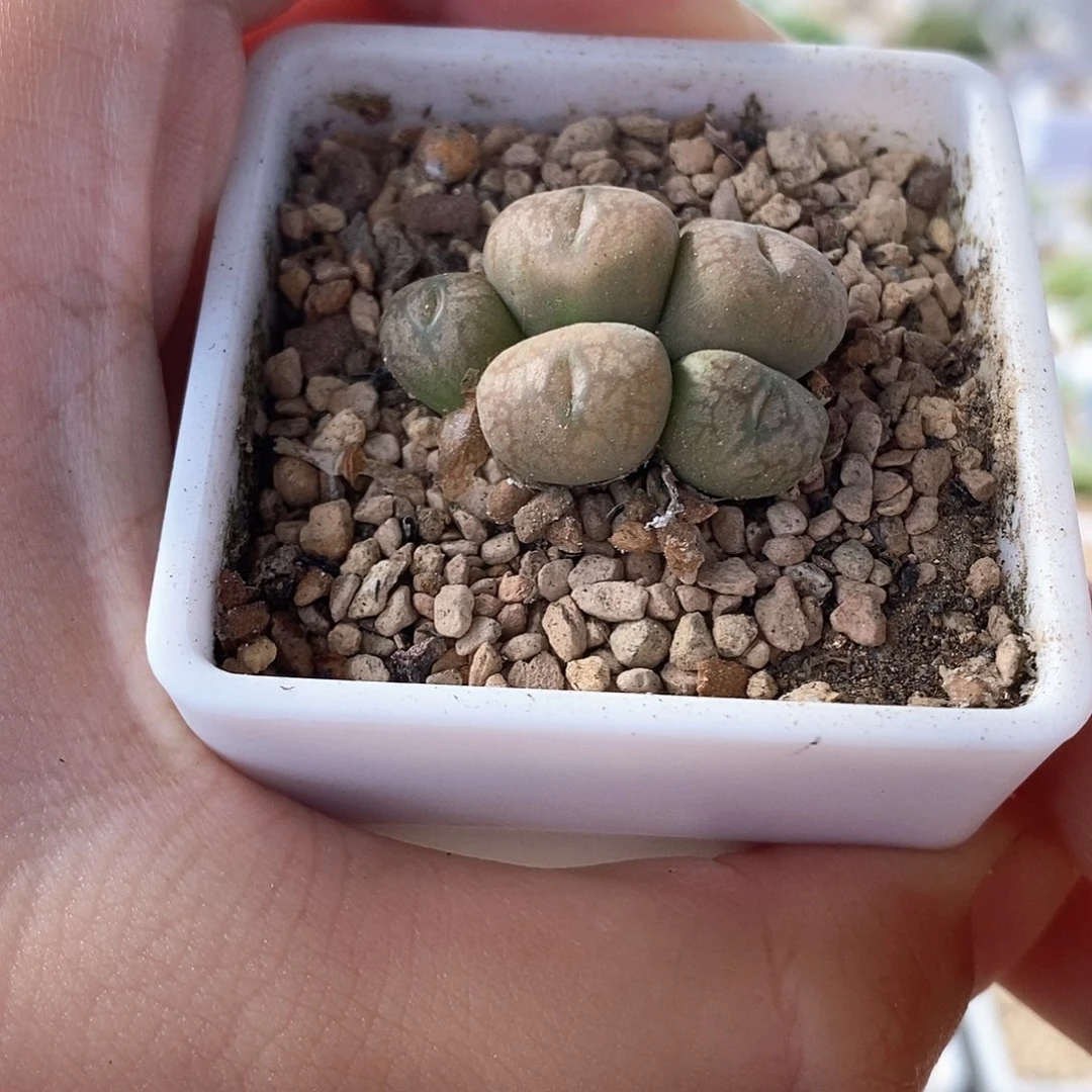 一物一拍送奶工杂铜壶