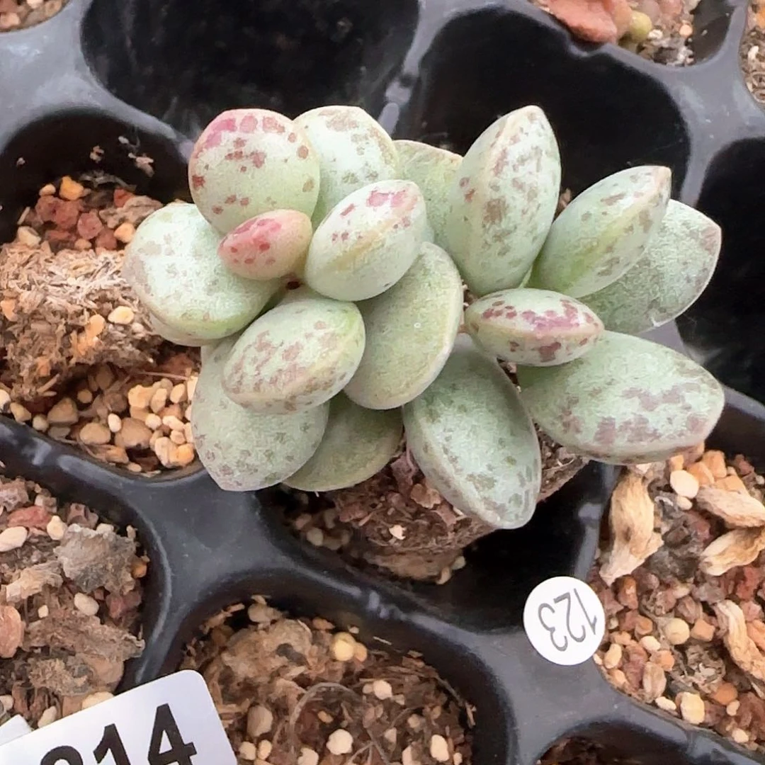 春****队原始蛋水泡多肉植物