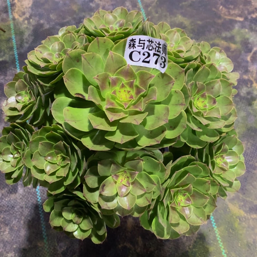 【闪购商品】273万圣节