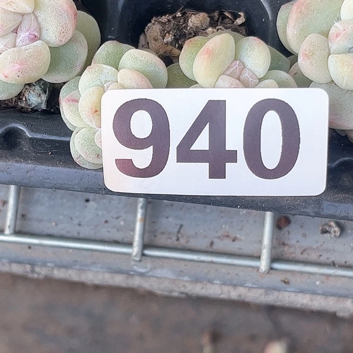 哦*豁多肉植物一物一拍