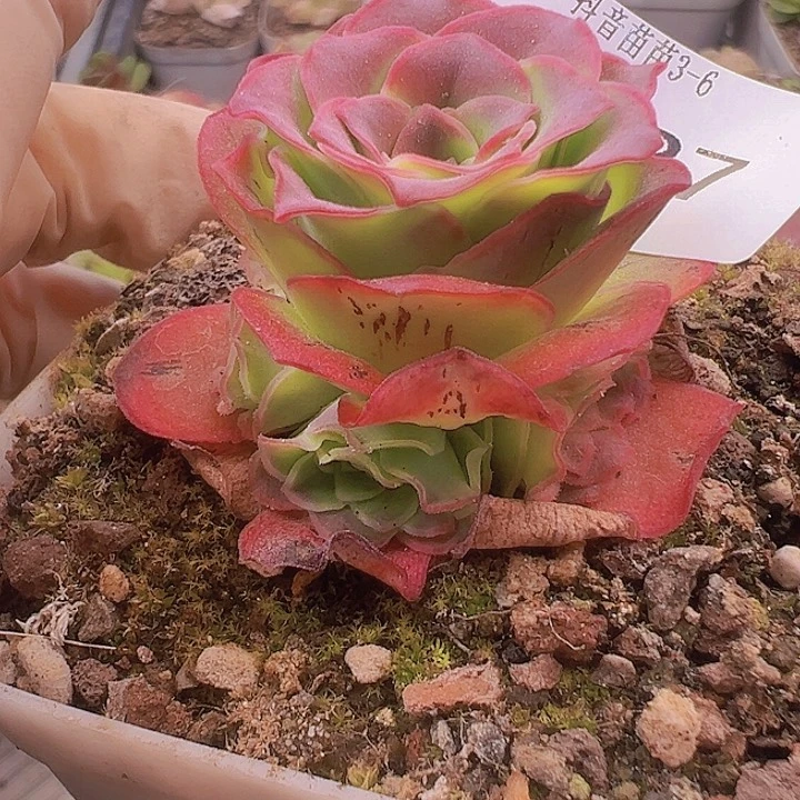 多肉植物山地玫瑰237