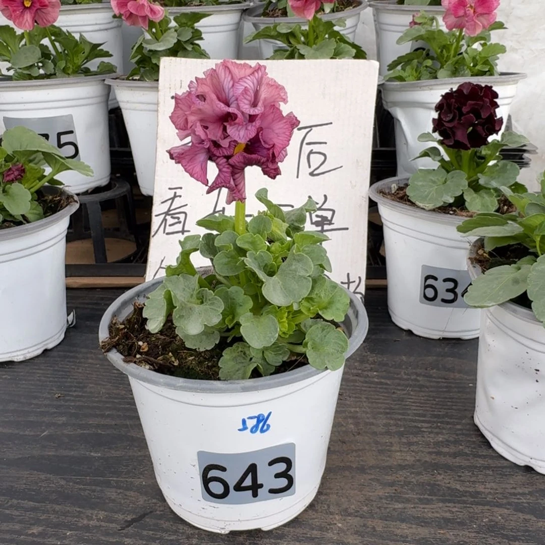 全部花朵643号586