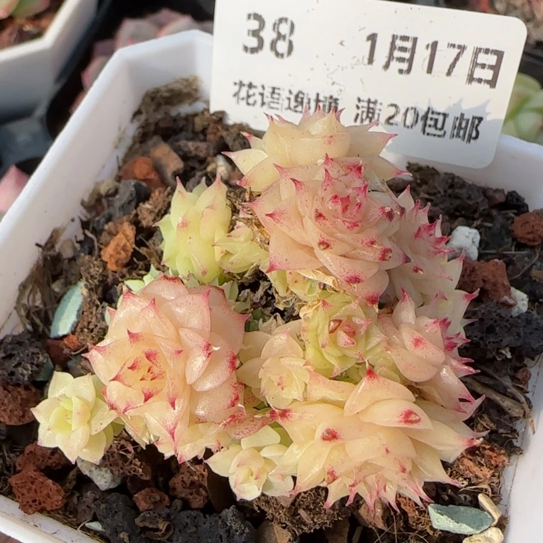 花语逸境0117-38托土