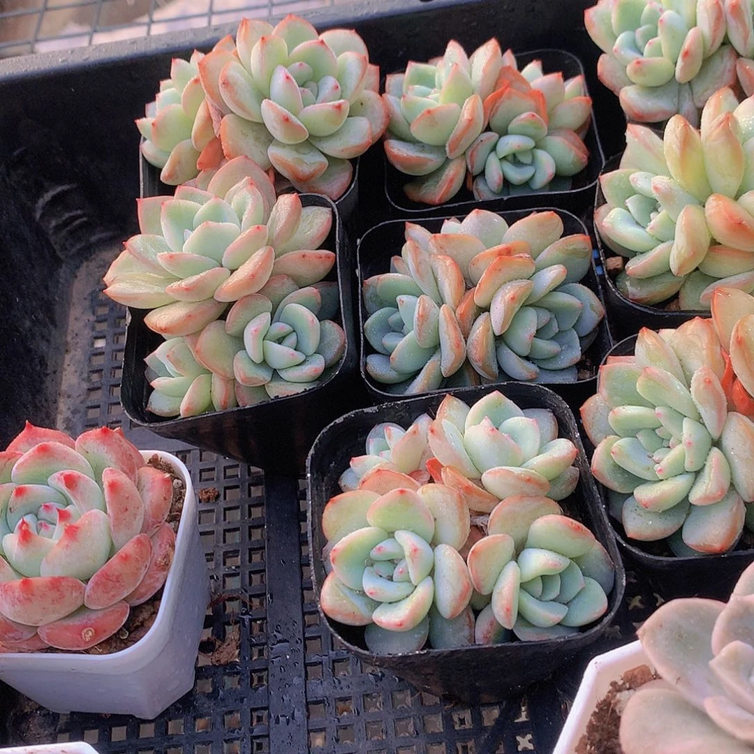 泡芙群345678899990000