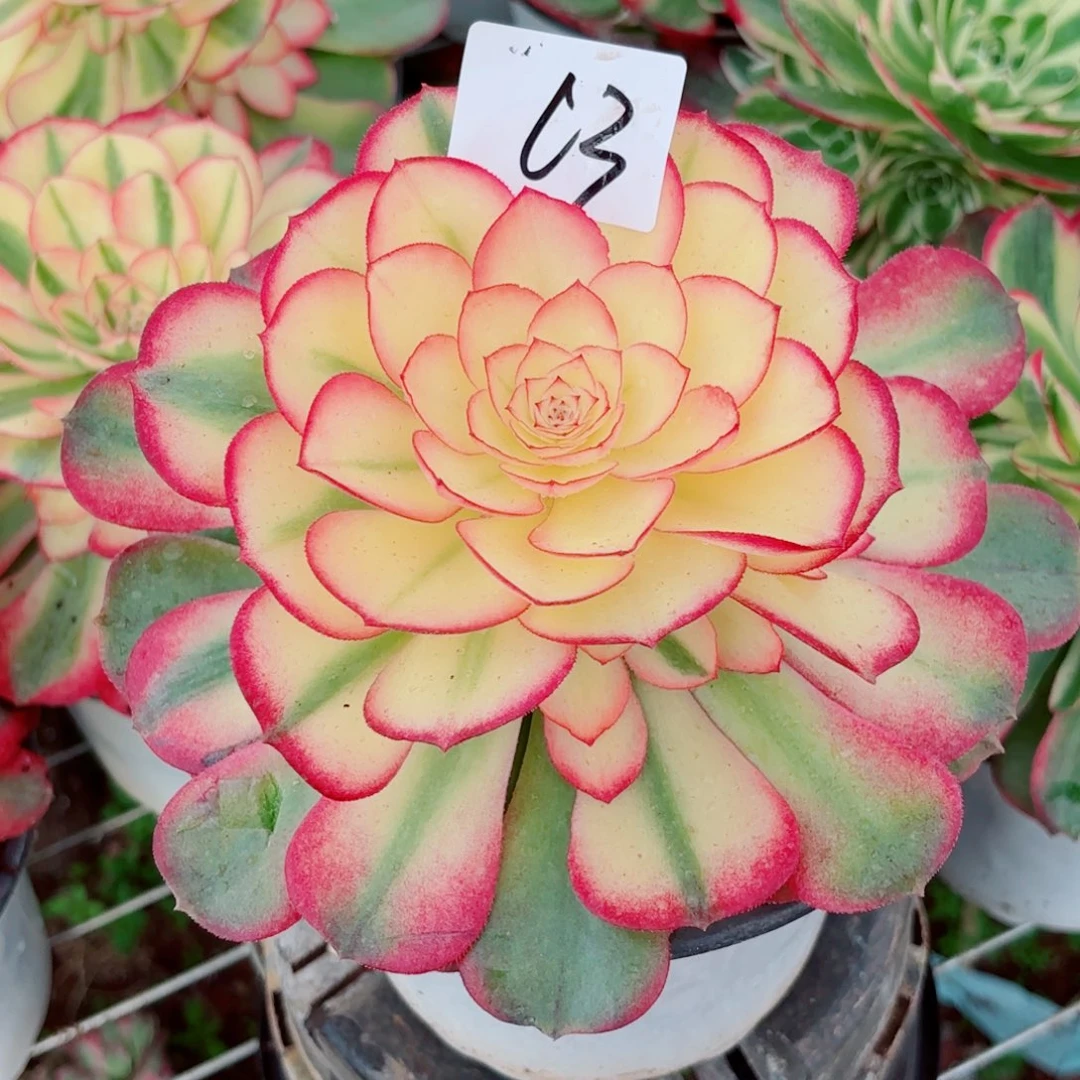 一物一拍多肉法师13