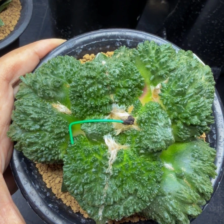 超级哥斯拉外星血怒