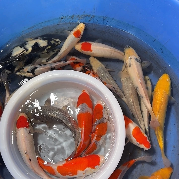 乘****海水鱼随机锦鲤两条