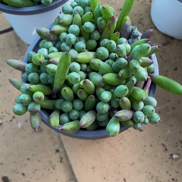 90盆紫玄月带盆土