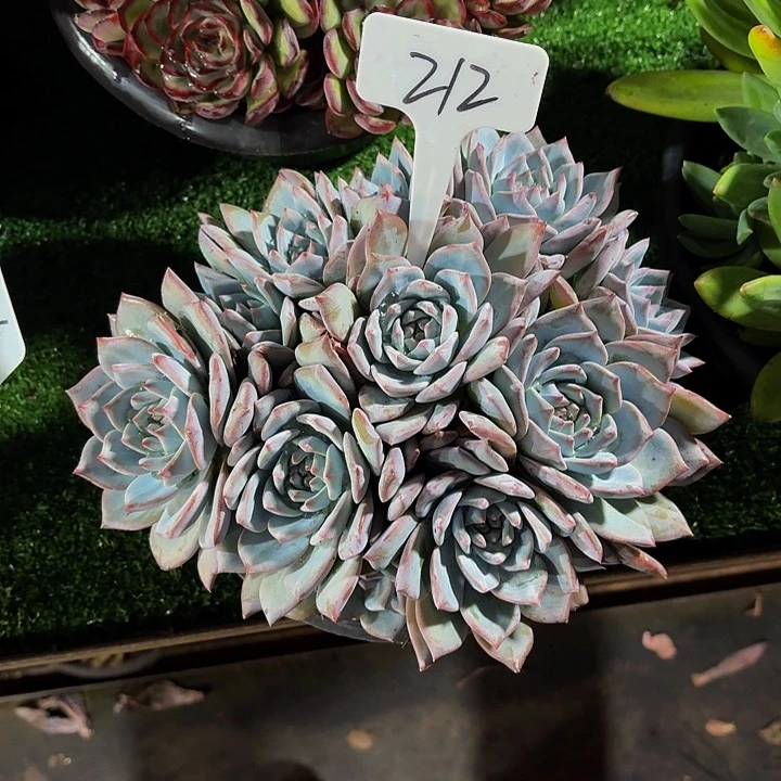 y***y丽娟花卉粉蓝鸟多头