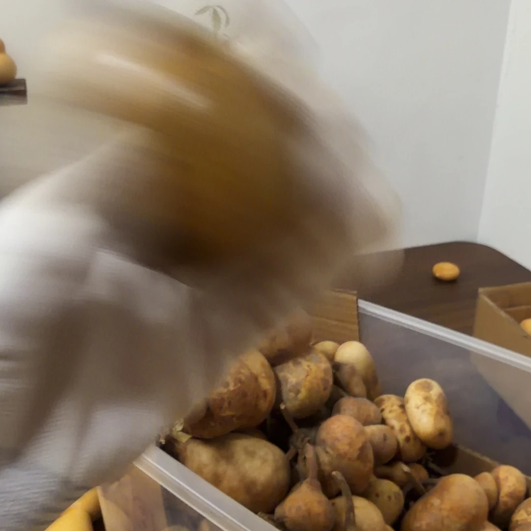 吱***周纯天然的真葫芦 21