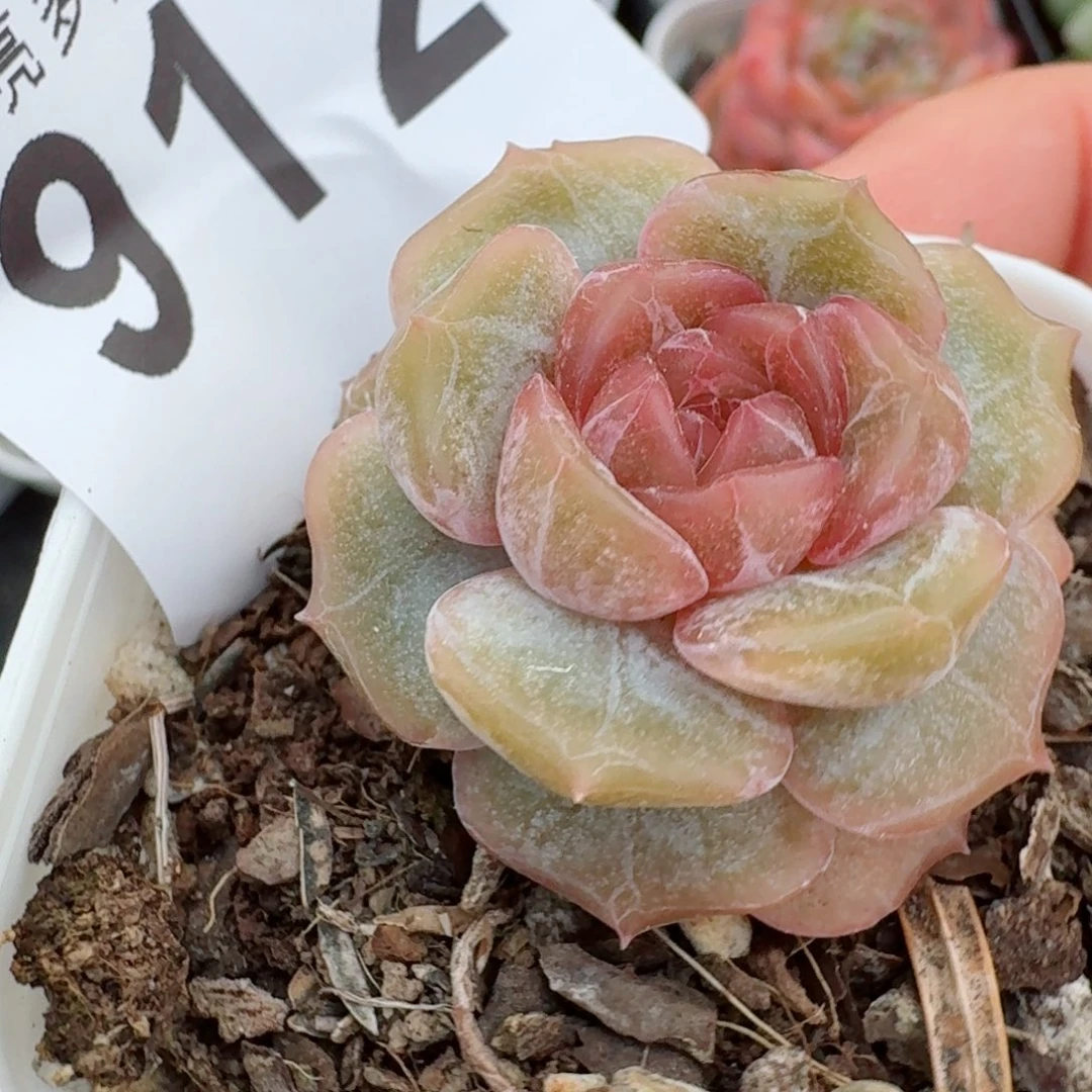 彩色恋人            精美多肉植物