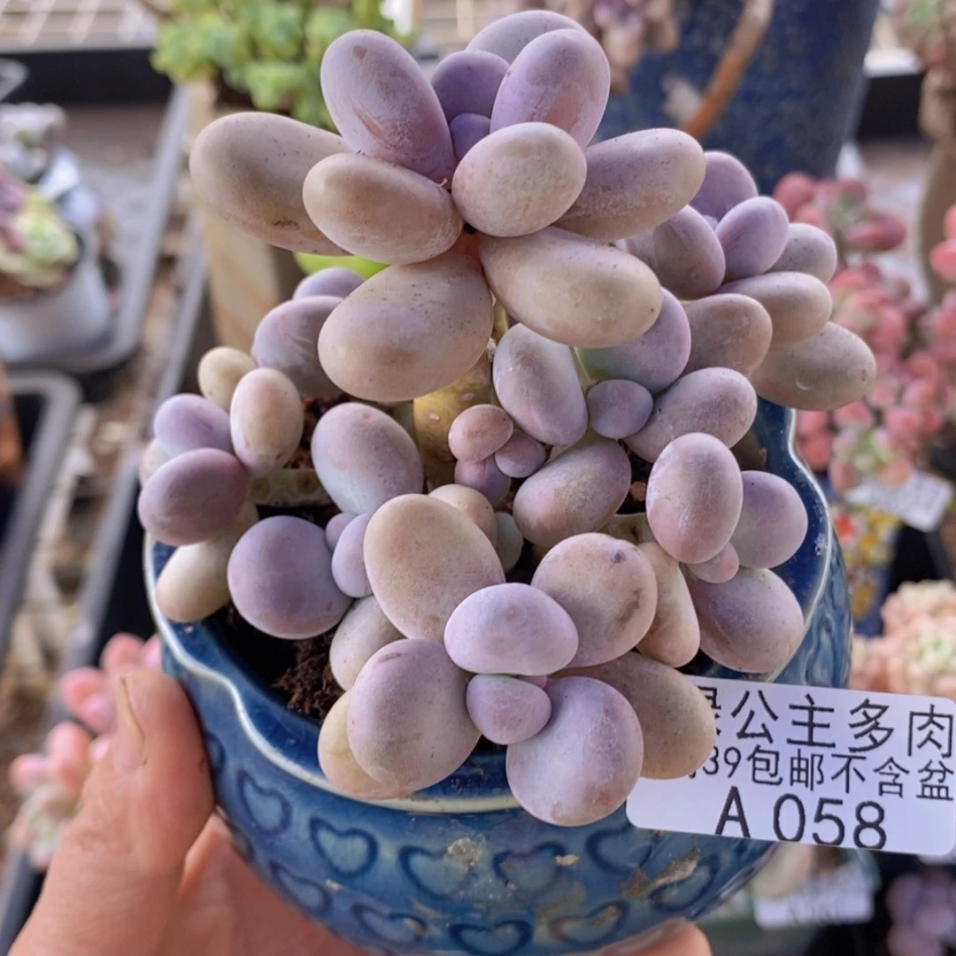 水光针奶酪老桩10cm058多肉植物