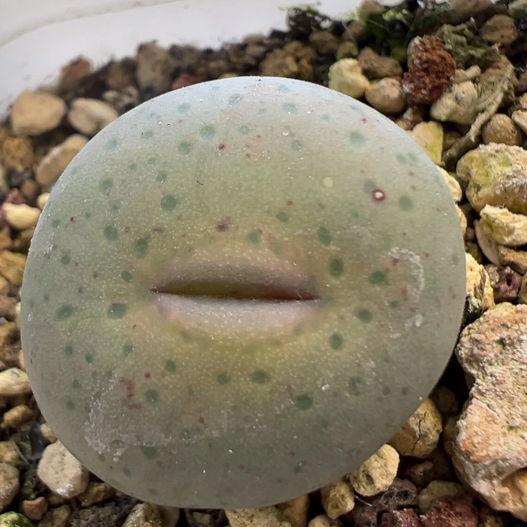 大型奶油嘴 肉锥植物