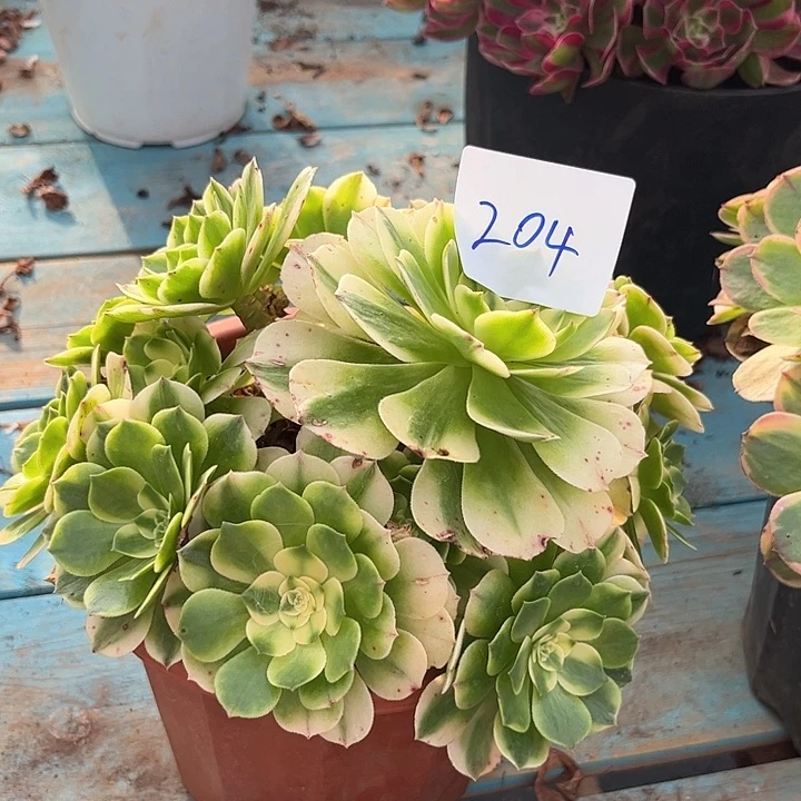 204伊丽莎白朵朵发发发