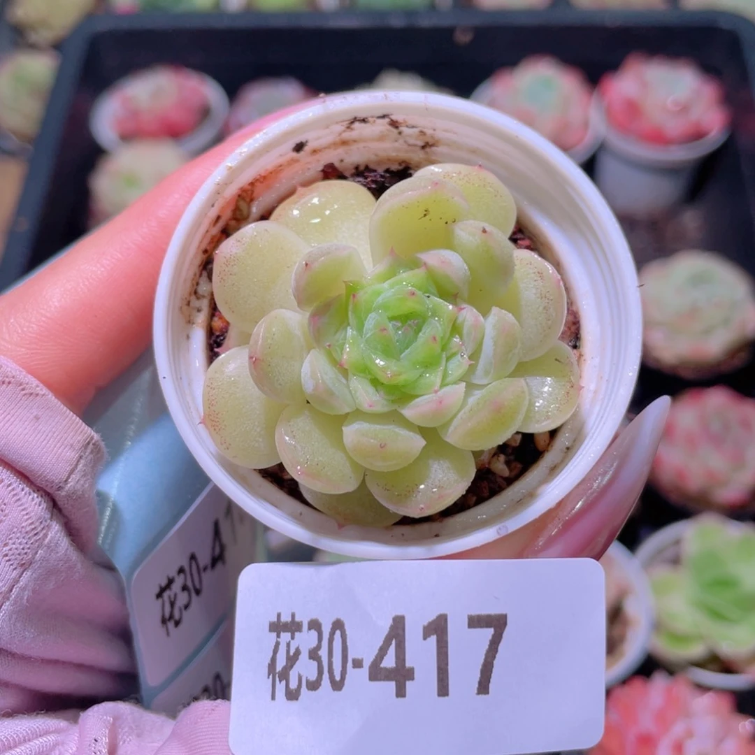 花利美30-417瑶台心