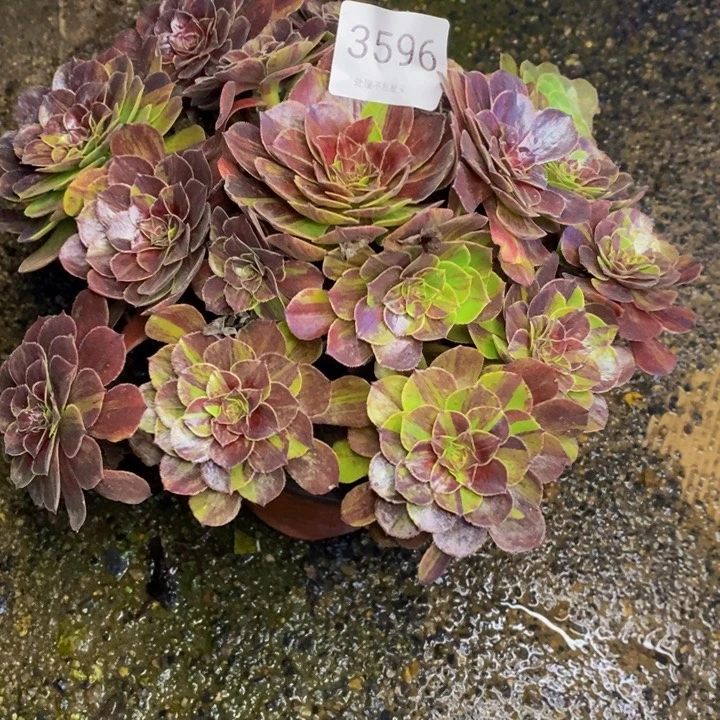 花月夜多肉断头不包3596