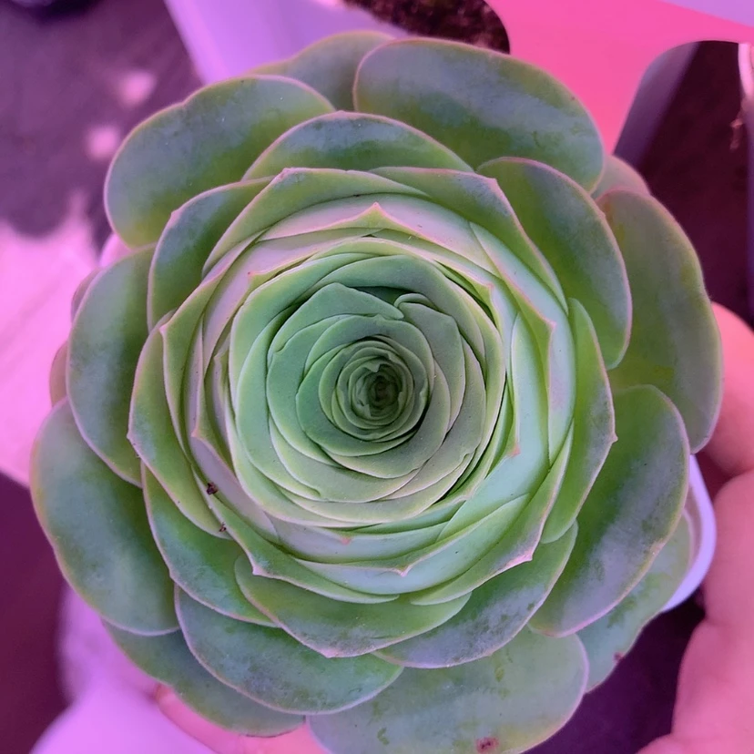 【闪购商品】玛*朵yjj615轻甜