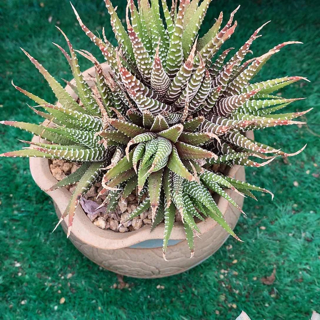 十二卷一物一拍3-82