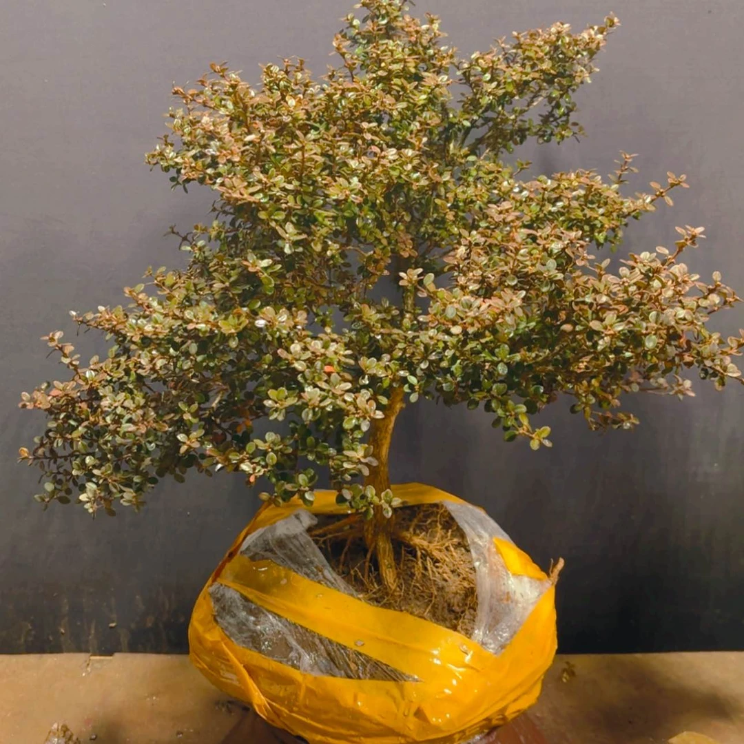 【闪购商品】完全开放