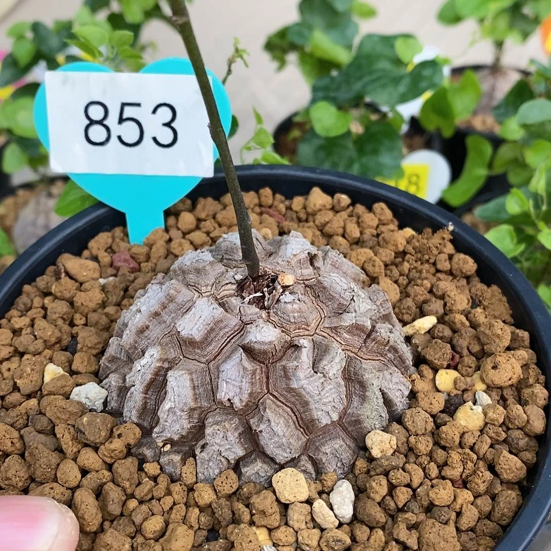 南非龟甲龙龟甲龙