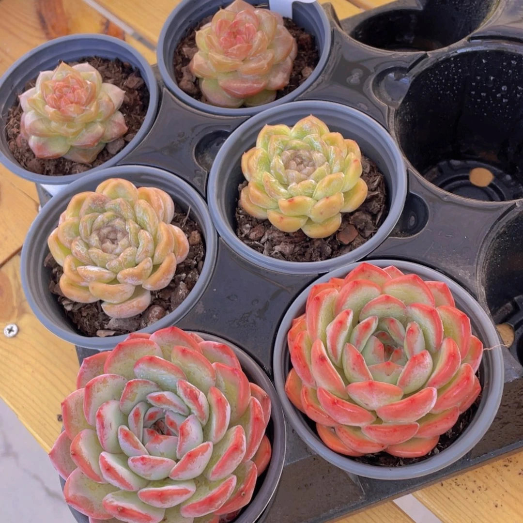 301号 开播福利福利美肉三颗 送石榴籽一个