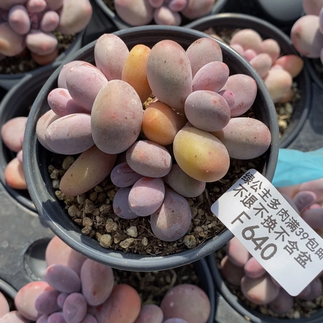 蛋黄奶酪640/8c m