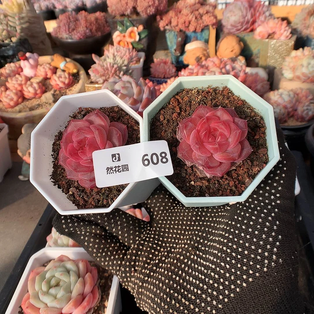 608琥魄多肉植物666666