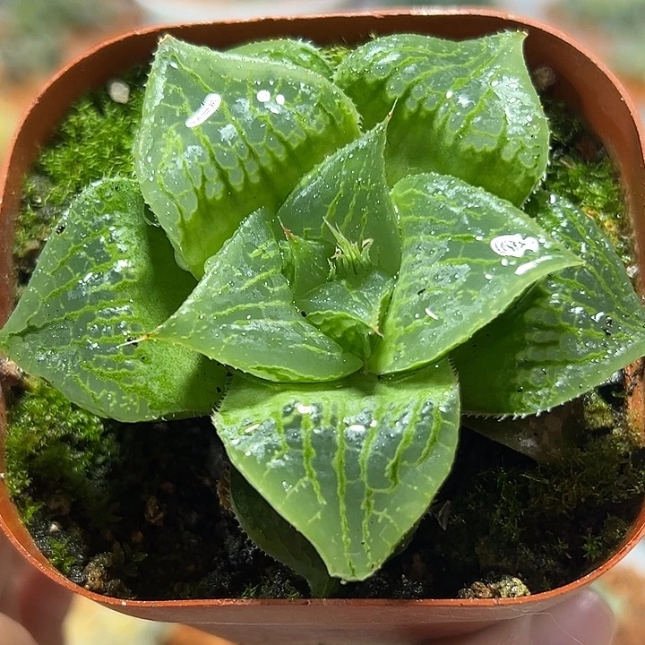 十二卷多肉舞寿111