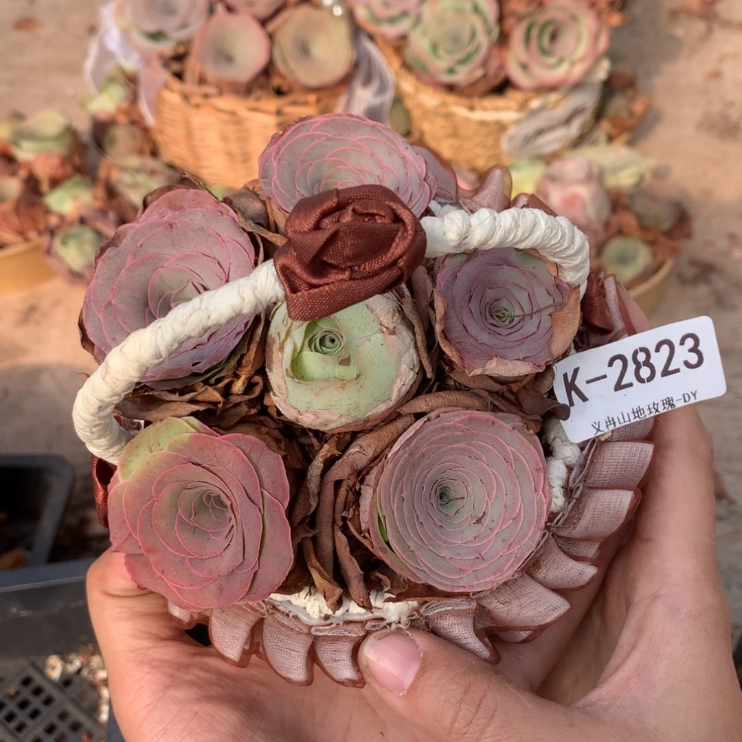 2823紫色紫薰小精品