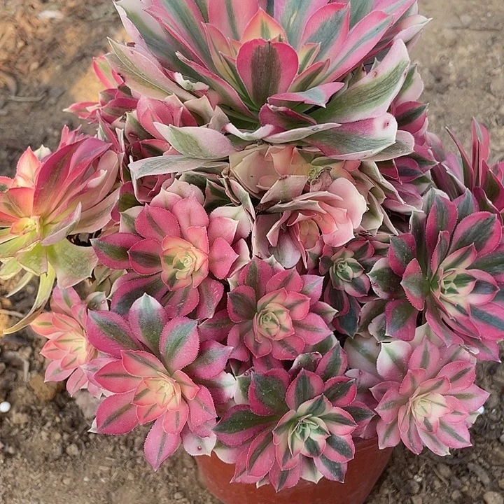 红***红527粉女巫对肉植物