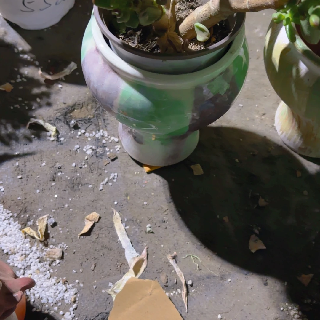 诗***冉高盆新疆包邮粉绿色新疆