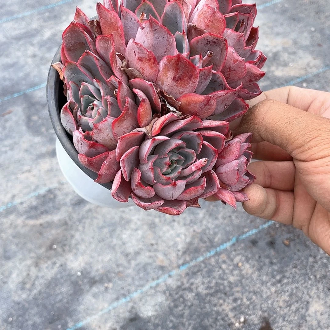 喵***太优惠优惠赫拉五头带盆发货
