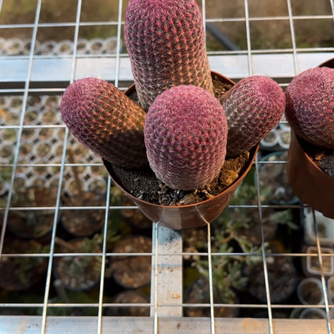 丽****可口可乐了可口可乐