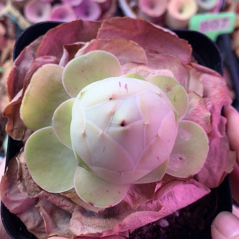 【闪购商品】姹紫嫣红573