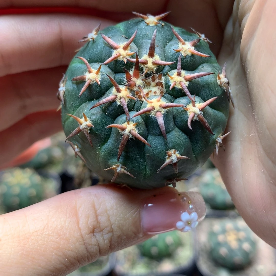 实生 控养猫爪4公分起发