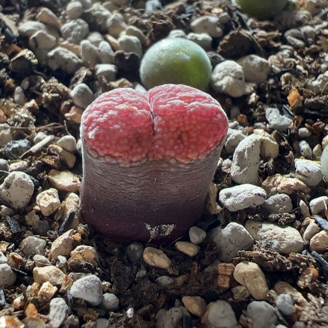 炙热玫瑰二代母本