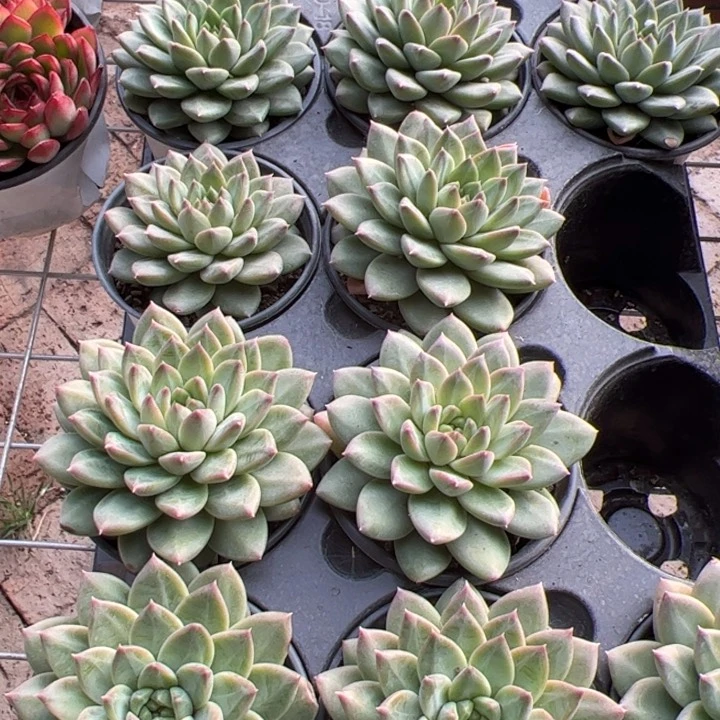 新疆包邮 青花瓷